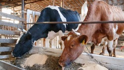 На Ставрополье появится две новые молочно-товарные фермы на 5 тыс. голов
